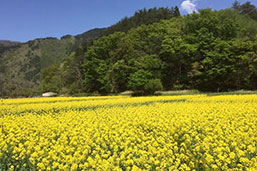菜の花プロジェクト